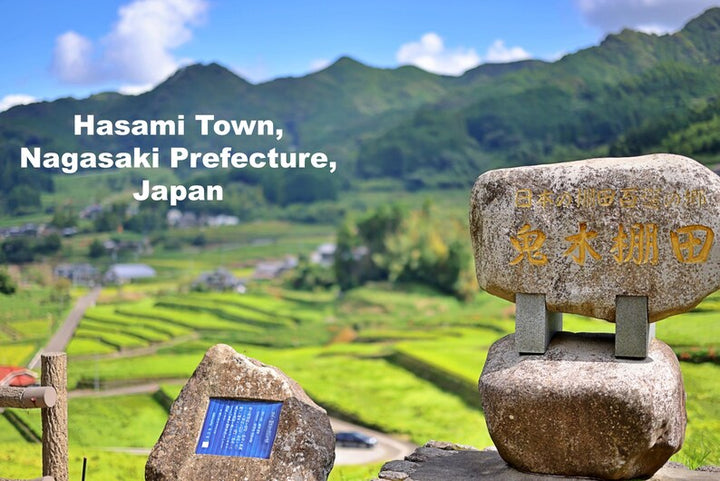 Modern Japanese Style Cute Fish-Patterned Square Side Plates - 2 Colors